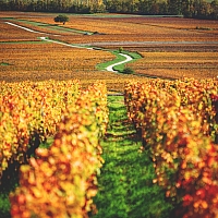 Photo Vigne Vigne - Automne