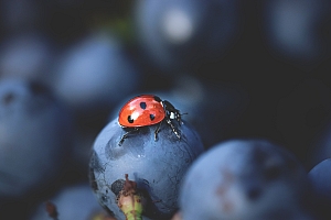 Photo Domaines-Viticoles Domaine Jasmin