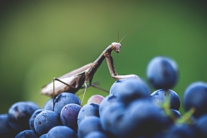 Photo Domaines-Viticoles Domaine Jasmin