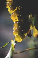 Photo Domaines-Viticoles Domaine Jasmin