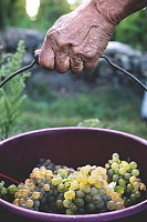 Photo Domaines-Viticoles Domaine Jasmin