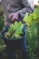 Photo Domaines-Viticoles Domaine Jasmin