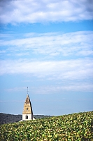 Photo Domaines-Viticoles Domaine Miolane