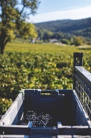 Photo Domaines-Viticoles Domaine Miolane