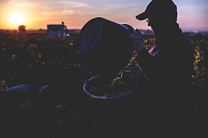 Photo Domaines-Viticoles Domaine Guy Bocard