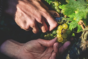 Photo Domaines-Viticoles Domaine Guy Bocard