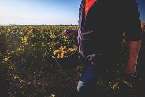 Photo Domaines-Viticoles Domaine Guy Bocard