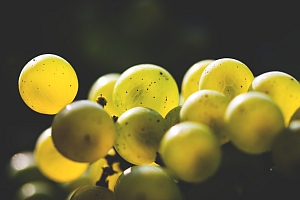 Photo Domaines-Viticoles Domaine Benjamin Leroux