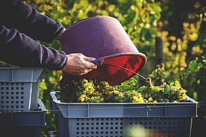 Photo Domaines-Viticoles Domaine Benjamin Leroux