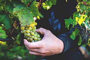 Photo Domaines-Viticoles Domaine Benjamin Leroux