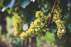 Photo Domaines-Viticoles Domaine Benjamin Leroux