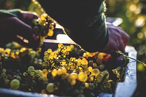 Photo Domaines-Viticoles Domaine Benjamin Leroux