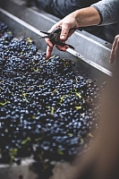 Photo Domaines-Viticoles Domaine Benjamin Leroux