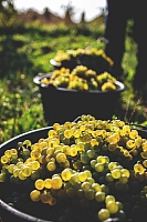 Photo Domaines-Viticoles Domaine Benjamin Leroux