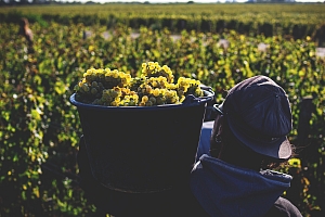 Photo Domaines-Viticoles Domaine Benjamin Leroux