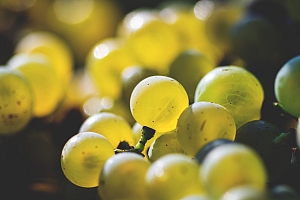 Photo Domaines-Viticoles Domaine Benjamin Leroux