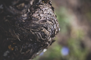 Photo Domaines-Viticoles Domaine Chollet - n°14002