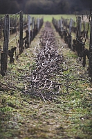 Photo Domaines-Viticoles Domaine Chollet - n°14004