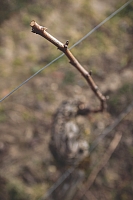 Photo Domaines-Viticoles Domaine Chollet - n°14006