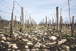 Photo Domaines-Viticoles Domaine Chollet - n°14009