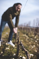 Photo Domaines-Viticoles Domaine Chollet - n°14016