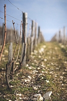 Photo Domaines-Viticoles Domaine Chollet - n°14024