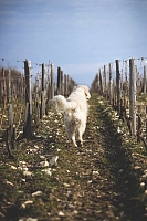Photo Domaines-Viticoles Domaine Chollet - n°14025