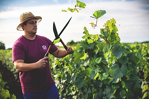 Photo Domaines-Viticoles Domaine Buisson-Charles  - n°15431