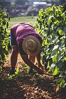 Photo Domaines-Viticoles Domaine Buisson-Charles  - n°15432