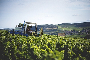 Photo Domaines-Viticoles Domaine Buisson-Charles  - n°15434