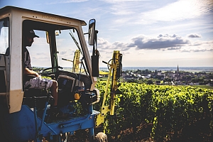 Photo Domaines-Viticoles Domaine Buisson-Charles  - n°15438