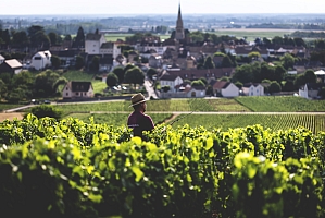 Photo Domaines-Viticoles Domaine Buisson-Charles  - n°15441