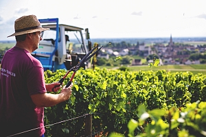 Photo Domaines-Viticoles Domaine Buisson-Charles  - n°15442