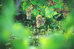 Photo Domaines-Viticoles Domaine Chollet  - n°17156