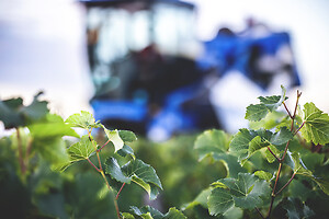 Photo Domaines-Viticoles Domaine Chollet  - n°17160