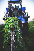 Photo Domaines-Viticoles Domaine Chollet  - n°17161
