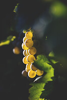 Photo Domaines-Viticoles Domaine Chollet  - n°17172
