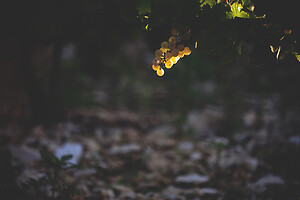 Photo Domaines-Viticoles Domaine Chollet  - n°17173