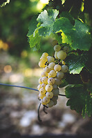 Photo Domaines-Viticoles Domaine Chollet  - n°17174