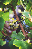 Photo Domaines-Viticoles Domaine Chollet  - n°17175