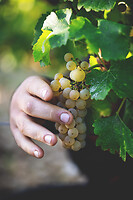 Photo Domaines-Viticoles Domaine Chollet  - n°17177
