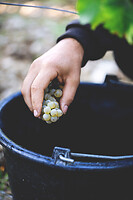 Photo Domaines-Viticoles Domaine Chollet  - n°17178