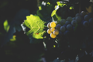 Photo Domaines-Viticoles Domaine Chollet  - n°17179