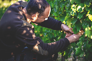 Photo Domaines-Viticoles Domaine Chollet  - n°17180