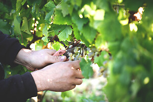 Photo Domaines-Viticoles Domaine Chollet  - n°17183