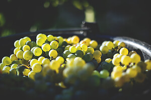 Photo Domaines-Viticoles Domaine Chollet  - n°17187