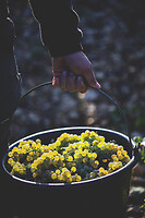 Photo Domaines-Viticoles Domaine Chollet  - n°17189