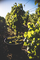 Photo Domaines-Viticoles Domaine Chollet  - n°17192