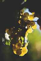 Photo Domaines-Viticoles Domaine Buisson-Charles  - n°17592