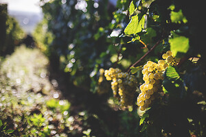 Photo Domaines-Viticoles Domaine Buisson-Charles  - n°17598